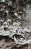 PICTURES/Heimaey Island Critters/t_Gulls (3).jpg
